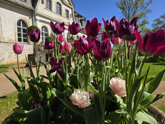 Svētās tulpīšdienas brančs, 8.marts plkst. 15.00